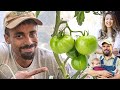 How we are Growing a lot MORE BIGGER, & BETTER Tomatoes
