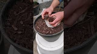 Cómo plantar Begonias Tuberosas correctamente #begonias #begonia #begoniatuberosa