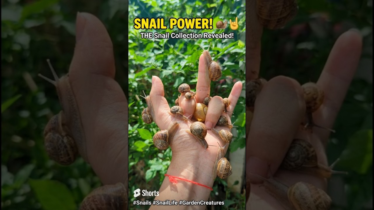 Finding the BIGGEST snail in the jungle! 😱 #snails #wildlife