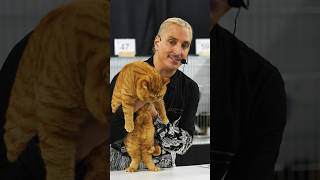 Wow What A Great British Shorthair