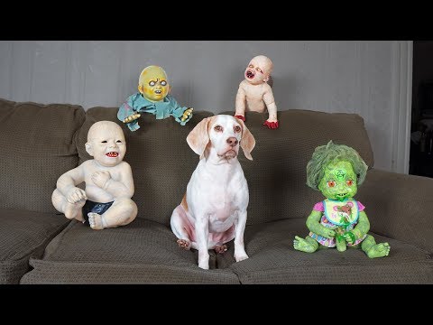 cute-dog-vs-zombie-babies-halloween-prank:-cute-dogs-maymo-&-potpie