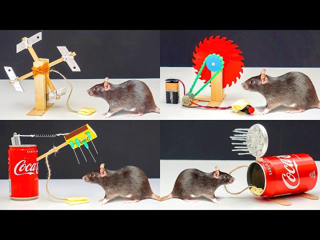 15 Best Homemade Mouse Trap Ideas That Really Work  Homemade mouse traps, Mouse  trap diy, Mouse traps