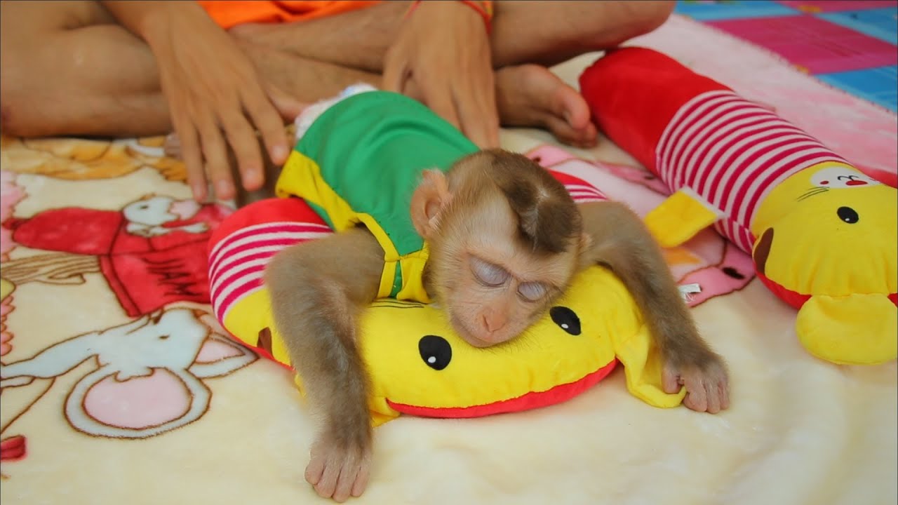 Relaxing Midday Lovely Monkey ABBY Sleeping on pillow