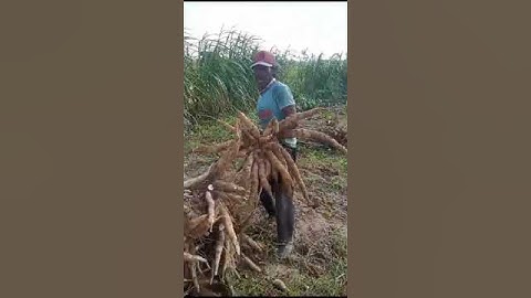 singkong celeng Garuda umur 5 bulan