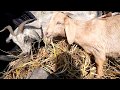 Goat Eating grass || different types of village animals ||