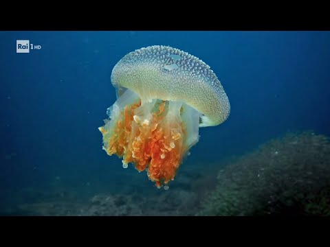 Video: Cosa mangia una medusa?