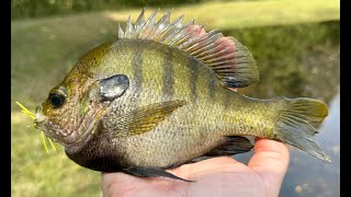 Fly Fishing for Bluegill and Bass (Episode 8)
