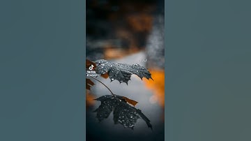 تلاوة مباركة للشيخ ياسين الجزائري #quran