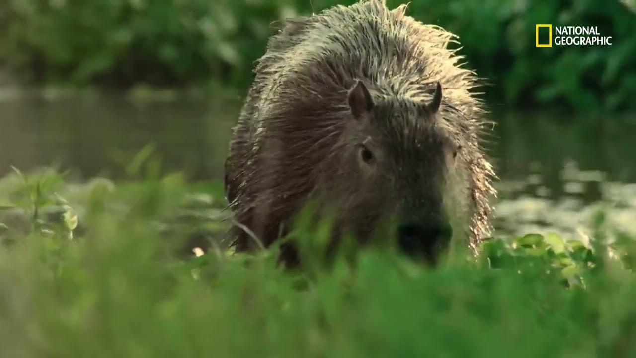 Os pântanos de Iberá: habitat de enorme diversidade | Argentina Selvagem