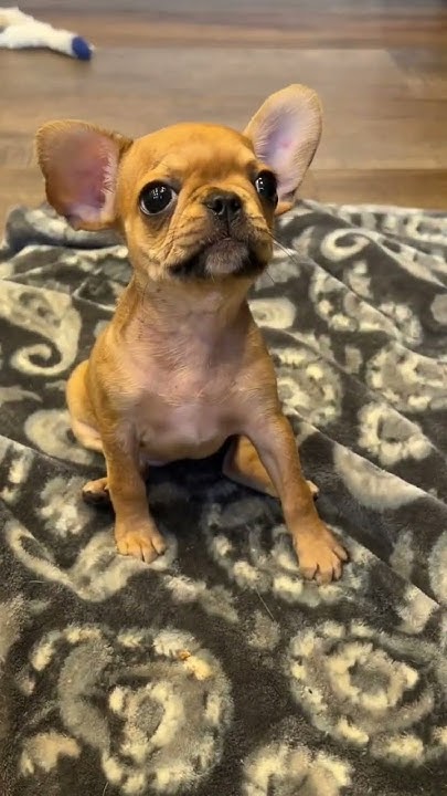 training-w-a-royal-frenchel-is-effortless-see-mochi-at-royalfrenchel
