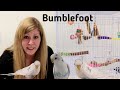 Bumblefoot in Birds| What is Bumblefoot (Pododermatisis) and how to treat it.