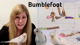 Bumblefoot in Birds| What is Bumblefoot (Pododermatisis) and how to treat it.