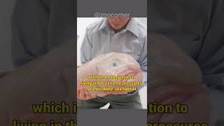 Blobfish | The Ugliest Fish On Earth