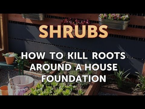 How to Kill Roots Around a House Foundation