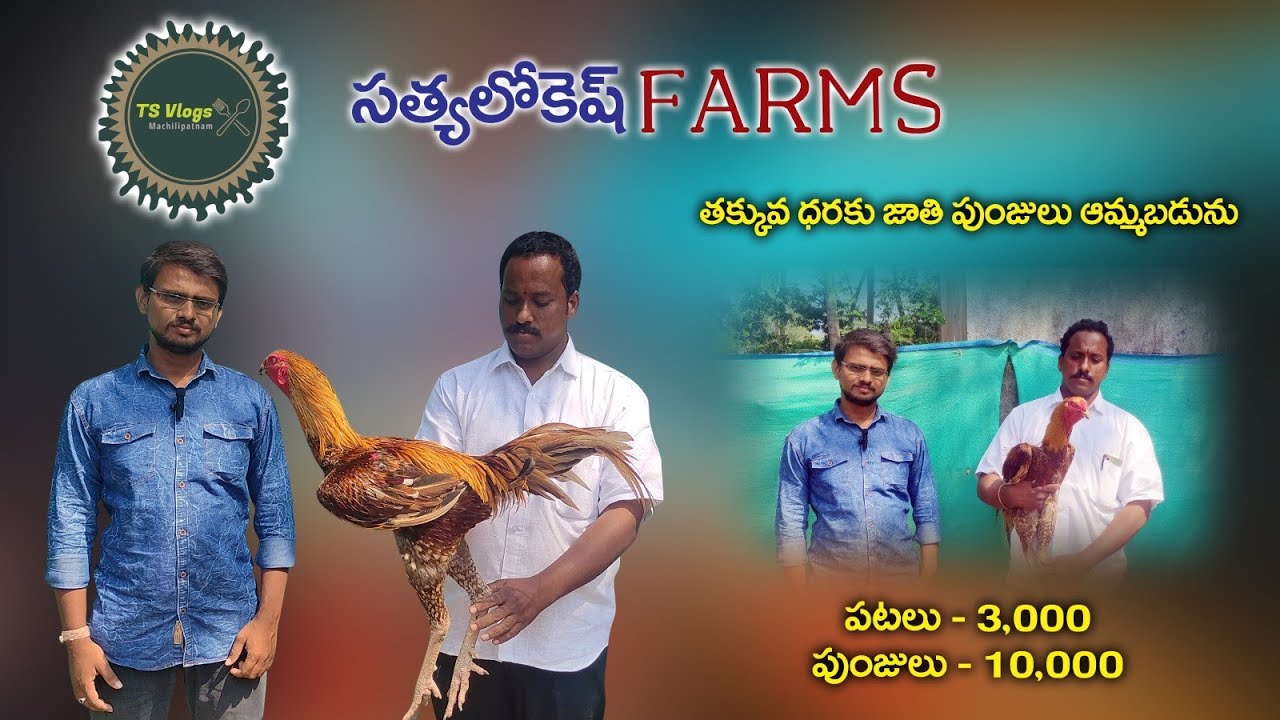 | సత్య లోకేష్ ఫార్మ్ |తక్కువ దరకు కోడి పుంజులు పిల్లలు అమ్మబడును| గూడురు అక్కులమానడ cell 9573273473