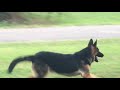 My stock(trained young dogs for sale) My stock(trained young dogs for sale)