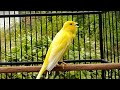 Suara Kenari Gacor Panjang Ampuh Pancing Bunyi Kenari Manapun Dijamin Nyaut Dan Gacor Kenarimu Mp3 - Mp4 Download
