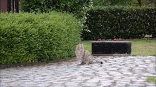 PIXABAY - free videos - CATS 1 PIXABAY - free videos - CATS 1