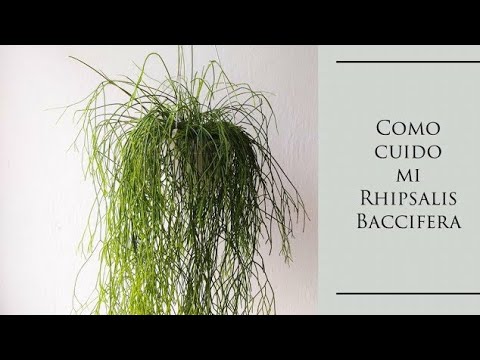 Video: Cuidado del muérdago - Consejos para el cultivo de plantas Rhipsalis