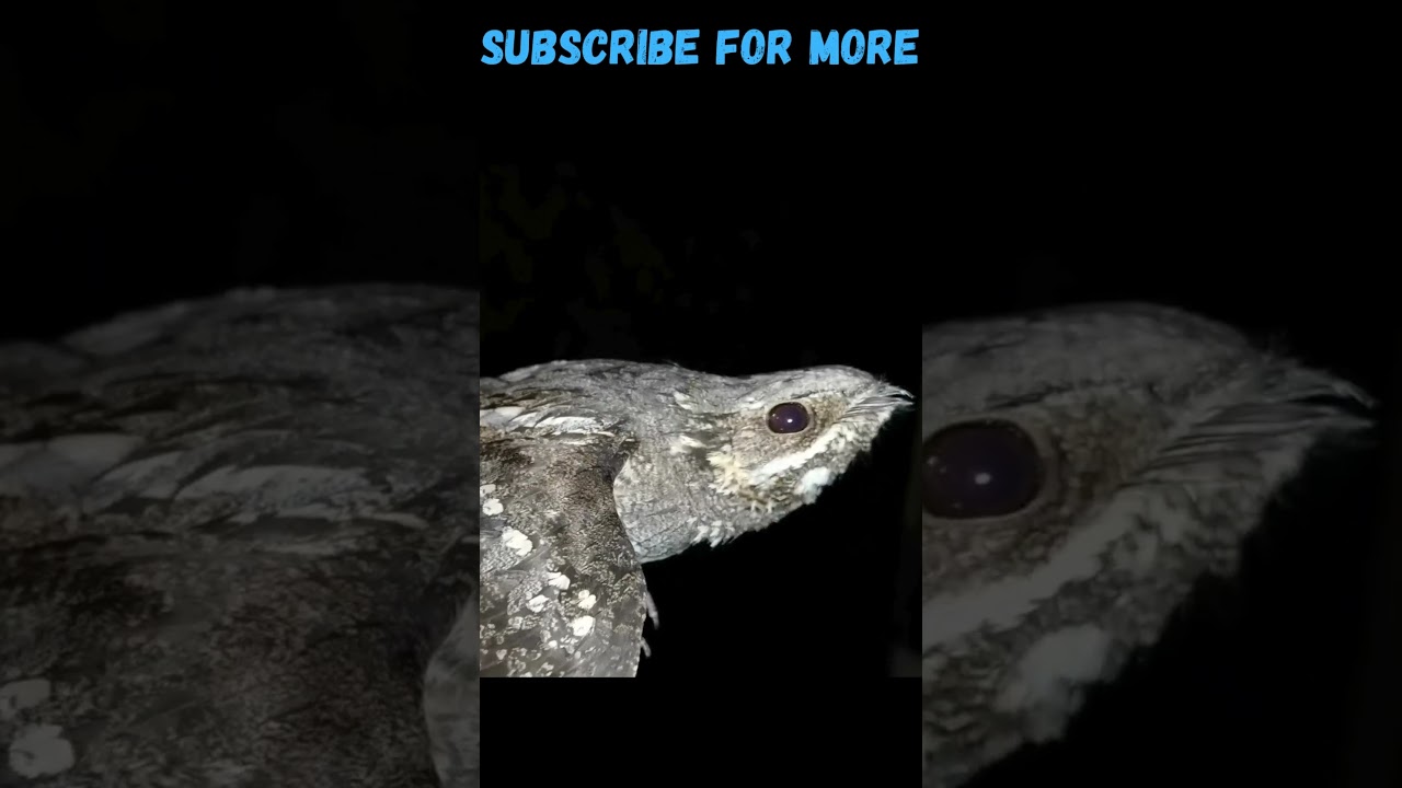 SCARY BIRD 🐦 European nightjar (part 2) 