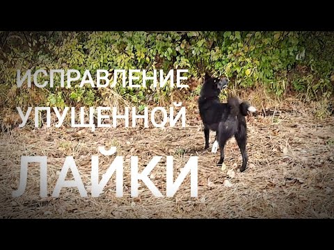 Видео: Владение сибирской лайкой: хорошее, плохое и уродливое