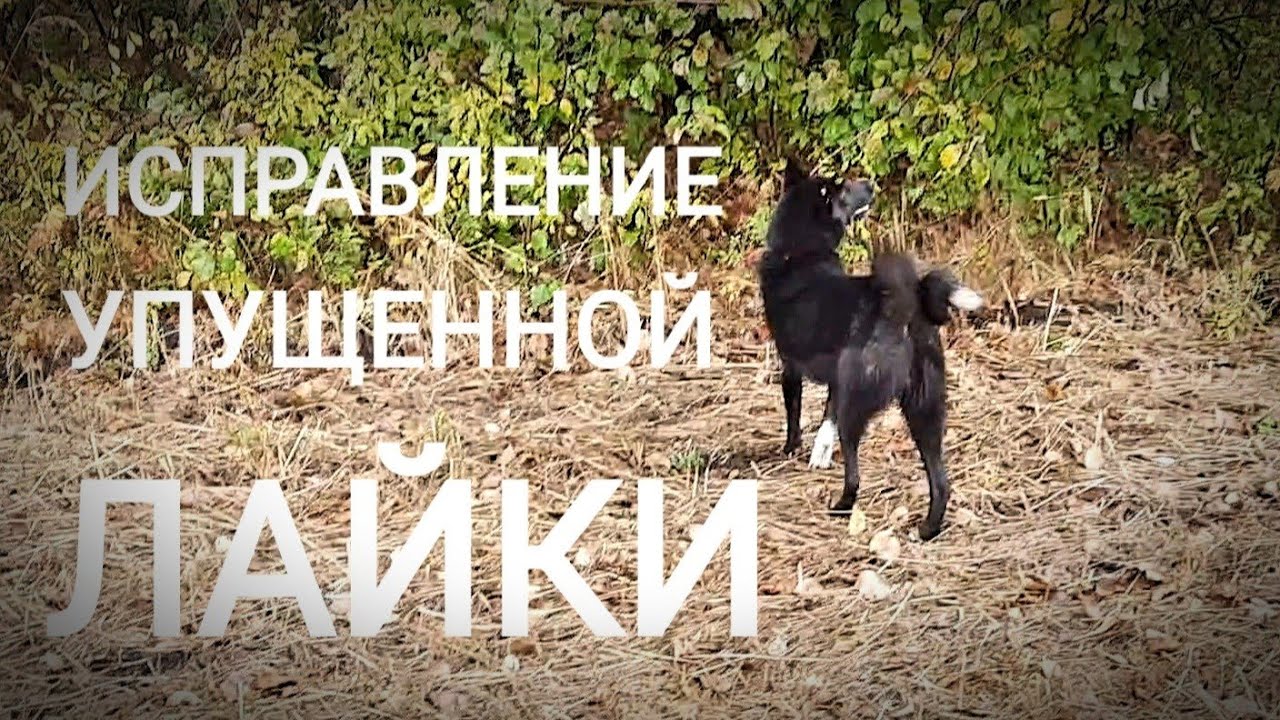 ИСПРАВЛЕНИЕ УПУЩЕННОЙ ЛАЙКИ. НАТАСКА. ПРИТРАВКА.ОБУЧЕНИЕ.
