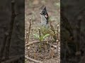 9 अप्रैल 2026👉 “एक पक्षी की मेहनत से उगा पेड़ 🌱🐦 | दिल छू लेने वाली कहानी 💔❤️”#shorts #viralvideo