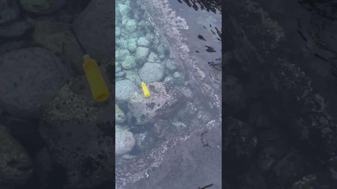 What’s more visible—the trash or fish?🐠