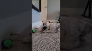 Cute puppy discovers door stopper for the first time