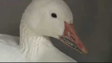 Drones, fireworks and more keep birds out of Berkeley Pit