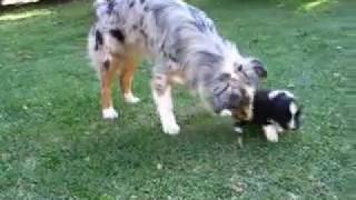 Alpine River puppys 4weeks (Australian Shepherd2008) by RuTina21 543 views 15 years ago 2 minutes, 40 seconds