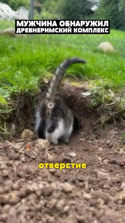 Невероятное открытие сделала обычная кошка 😱 - YouTube