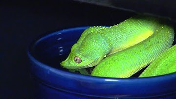 Green Tree Python Drinking.wmv