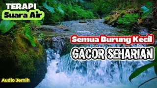 Natures Secret For Bird Training  Water Sounds To Calm And Make Birds Sing More Often