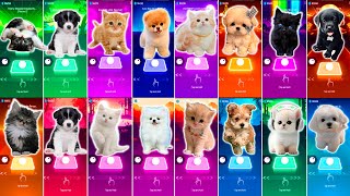 CUTE CAT VS CUTE DOG ENEMY IMAGINE DRAGONS & KILL THIS LOVE & SHAKIRA WAKA WAKA BLACKPINK LISA MONEY