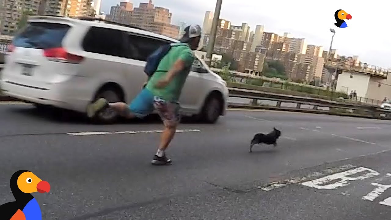 ⁣Man Goes On Insane Chase To Save A Stranger's Dog UPDATE | The Dodo