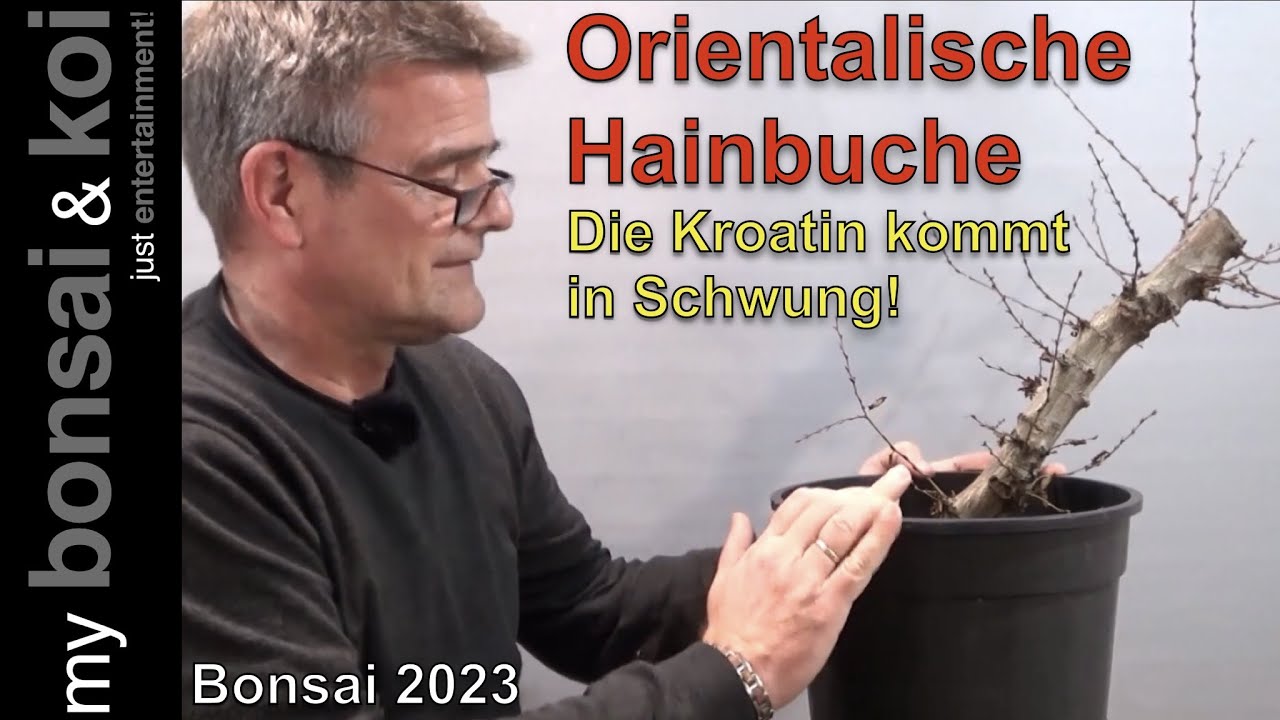 Bonsai 2023-20 - orientalische Hainbuche - Carpinus orientalis - die Kroatin kommt in Schwung!