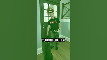 3 TIPS To Master Doorway Manners With Your Dog!