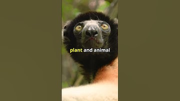 Madagascar Unveiled: A Biodiversity Paradise. #geography #geographyfacts #shorts #madagascar