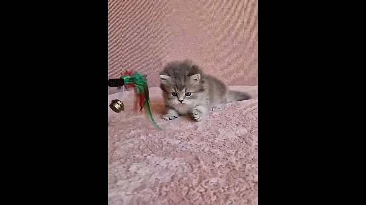 Watch the video about Charming British Longhair Kitten in a Blue Gold Fur Coat Named Shein