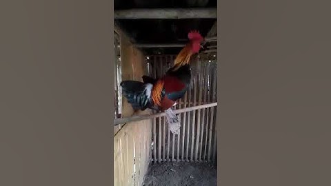 Noob qaib qus zoo nkauj