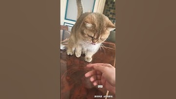 funny cat