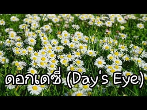 ดอกเดซี่ (Day's Eye)