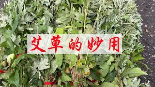 【生活小幫手安姐】過完端午節，趕快把門口的艾草收回來，現在知道不算晚，告訴家人