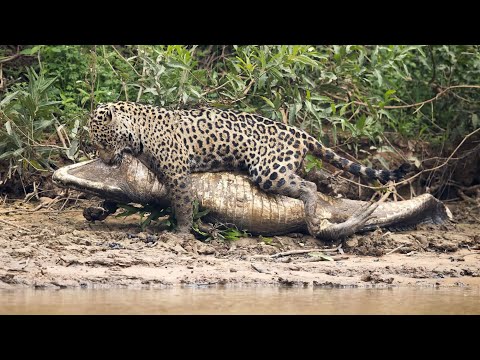 Видео: Ягуар: животно на кралете