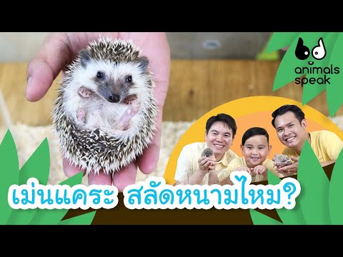 เม่นแคระ สลัดหนามไหม ?? | Animals Speak [by Mahidol Kids]