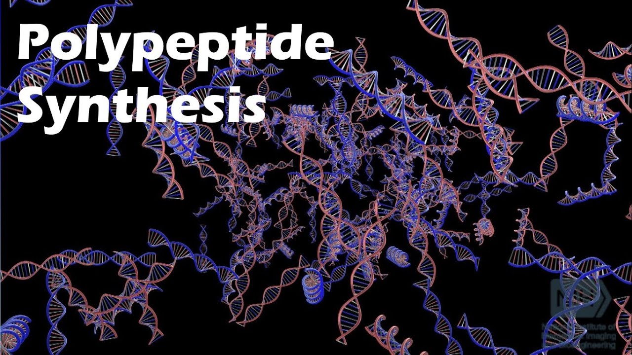 Polypeptide Synthesis - YouTube