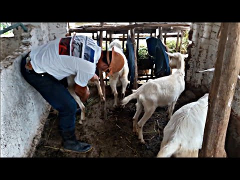 Vídeo: Como Comprar Uma Cabra