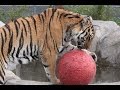 Tiger plays with bowling ball