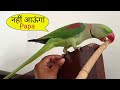 Pablo Talking me hi nhi Papa ko Trouble karne me bhi Best Parrot hai